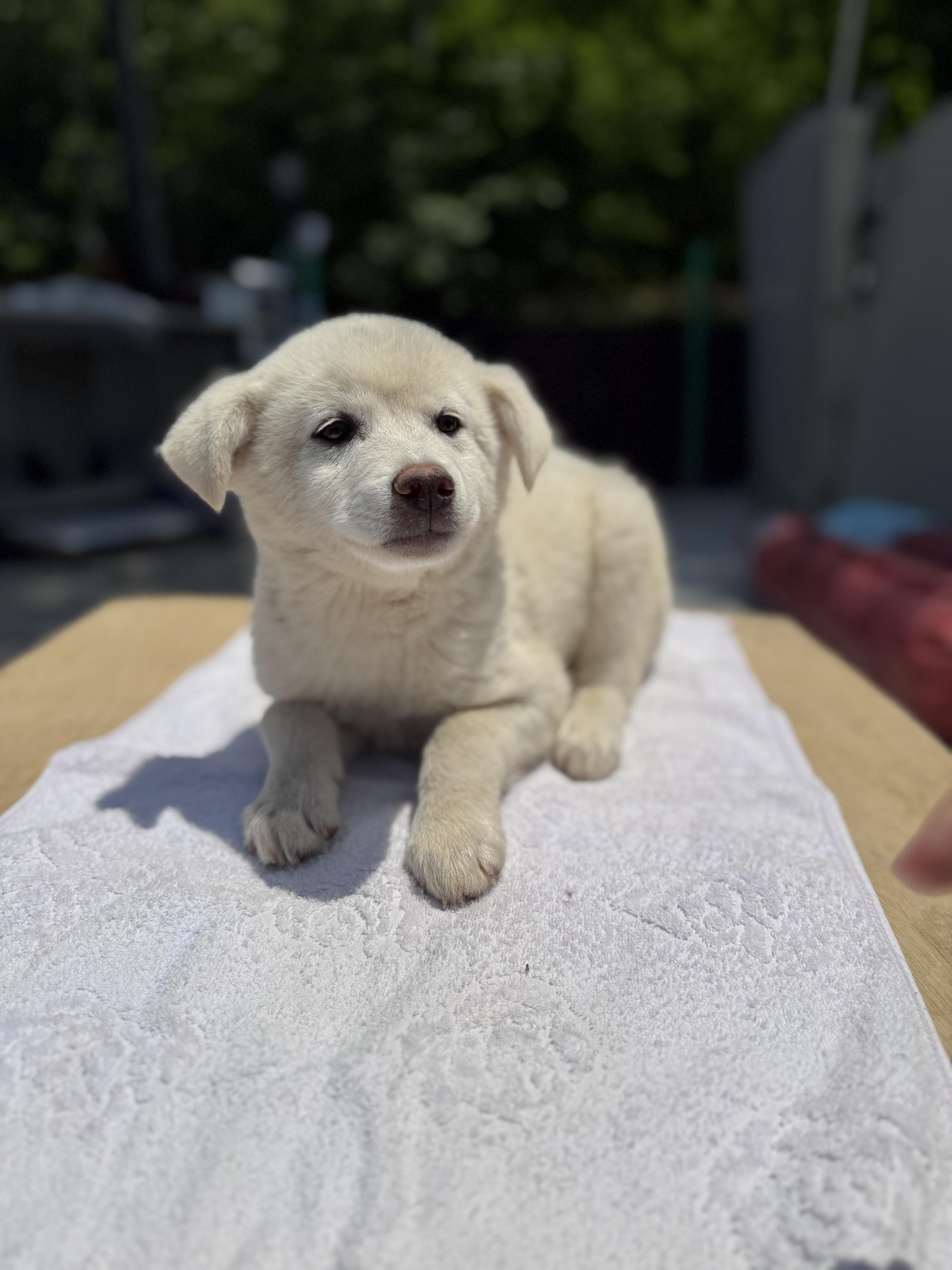 울산유기동물보호센터_431373202500625